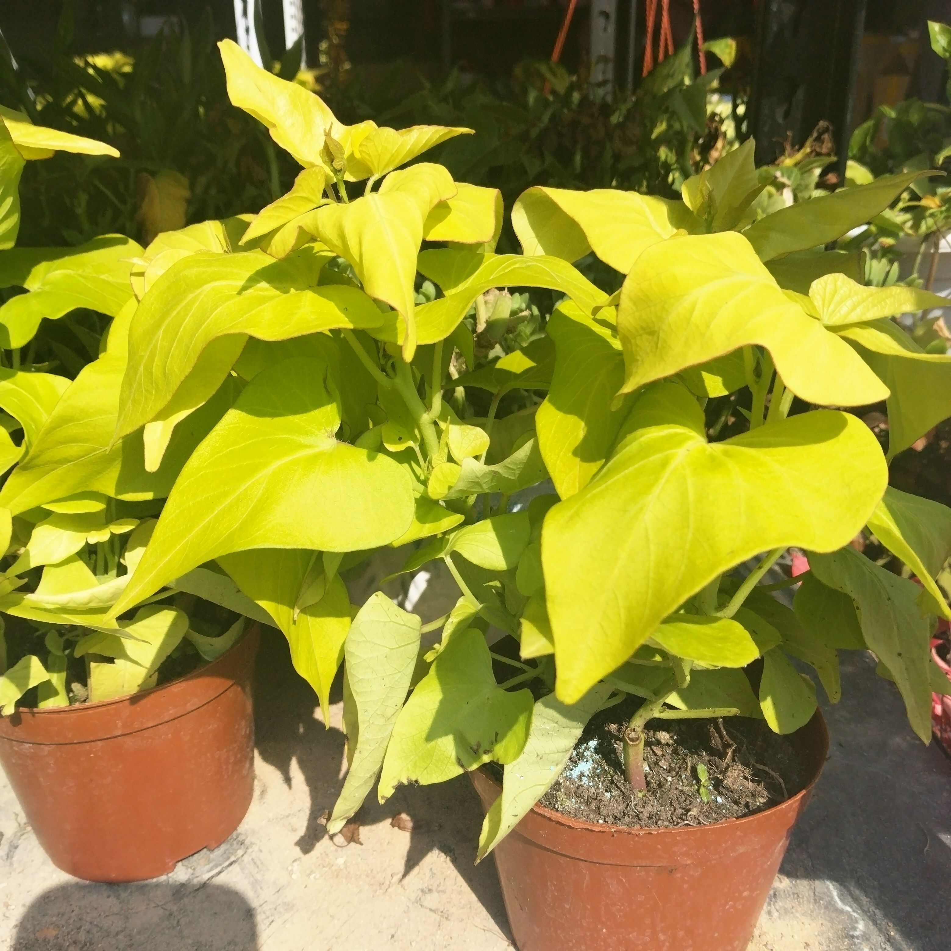 黄金地瓜叶盆栽绿化阳台菜地公园地被花镜庭院种植番薯叶
