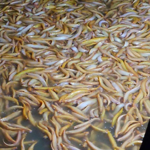 红泥鳅黄金泥鳅种鱼母鱼亲鳅