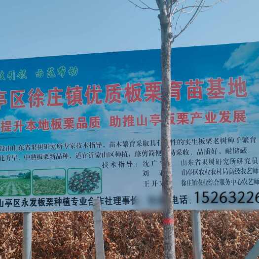 枣庄栗子苗成活率高90%粗壮1米以上