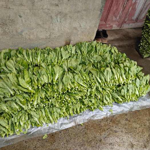 修文县贵阳小降白菜苔