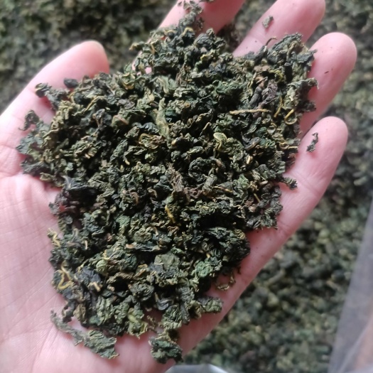 成都桑叶茶