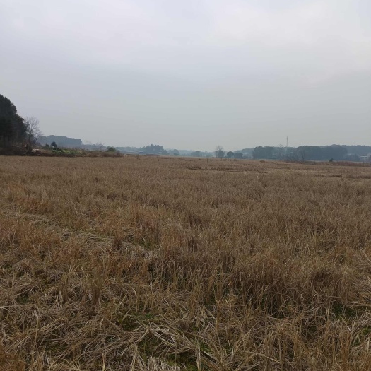 湖南衡阳地区    水田村集体资源出租