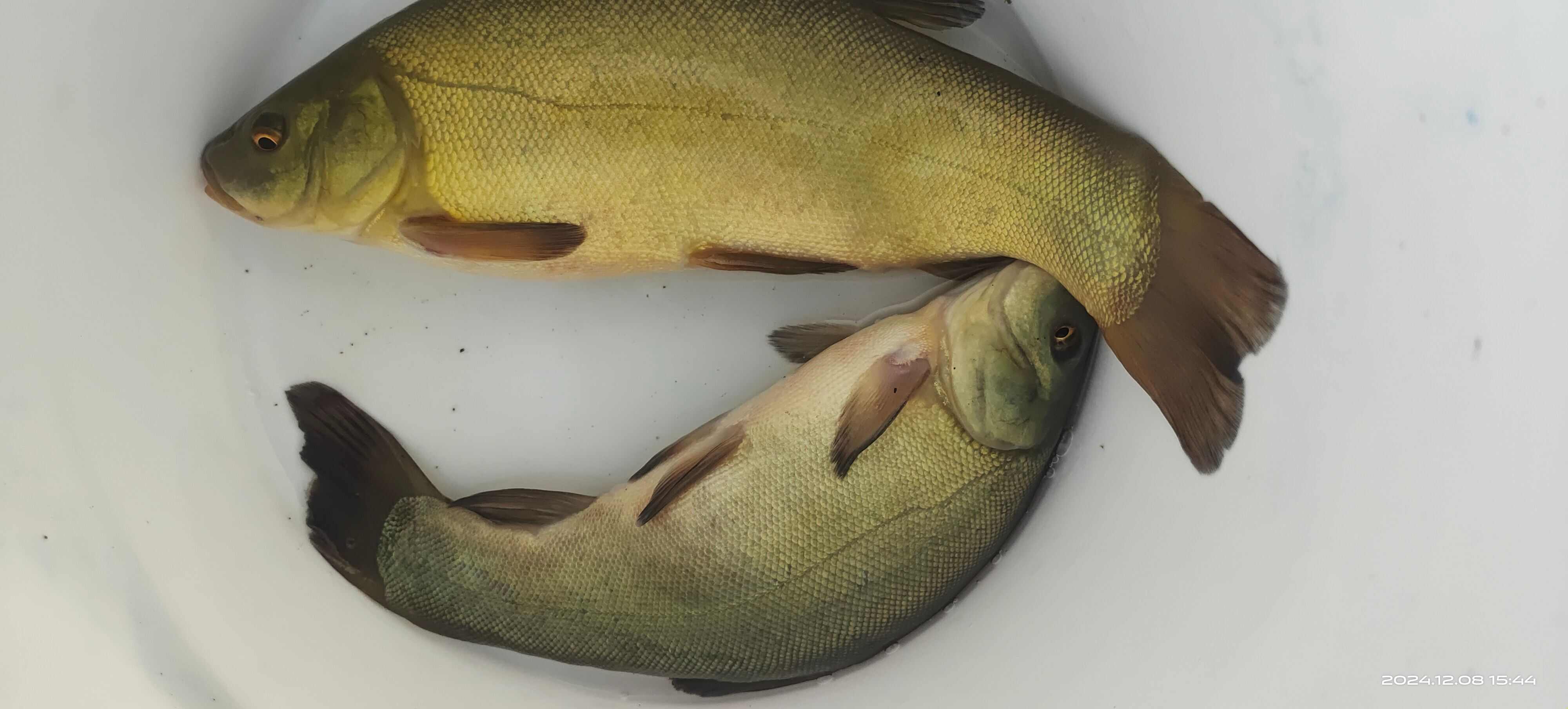 丁桂魚