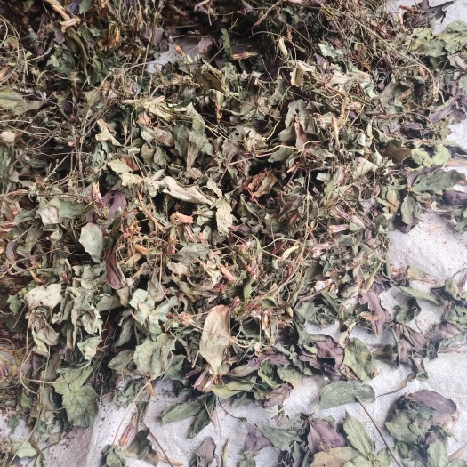 三明肺形草