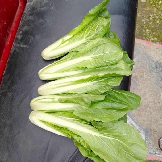 成都新鲜快菜 白菜类 由成都新都发货 绿色健康 叶菜优选