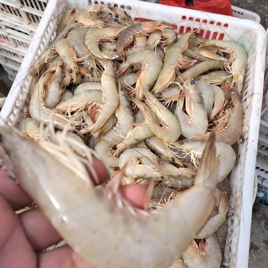 漳浦县红虾