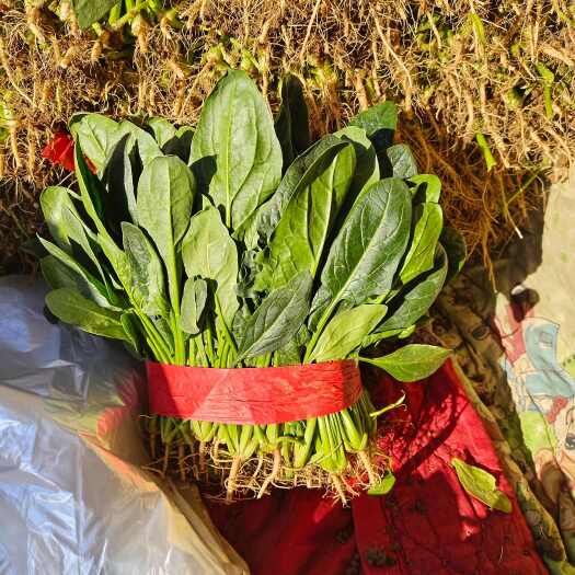 邯郸菠菜  大叶菠菜  叶厚 叶绿  颜色正  支持各种包装