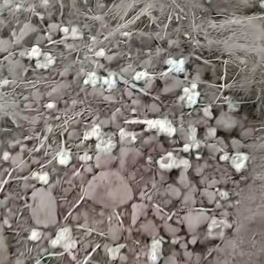 金塔县洋姜种