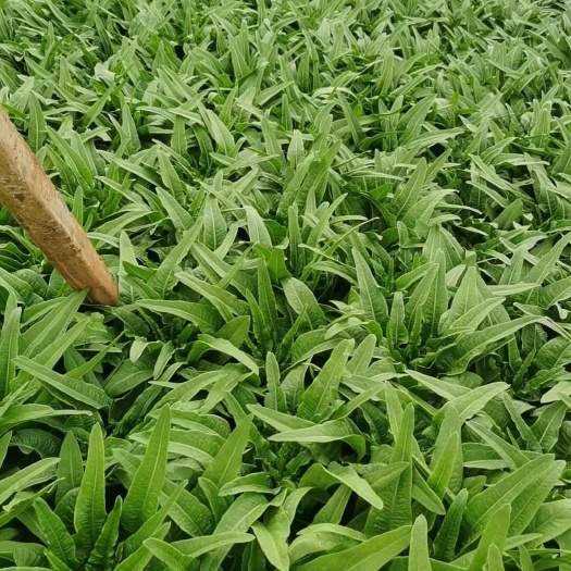 寻甸县精品油麦菜