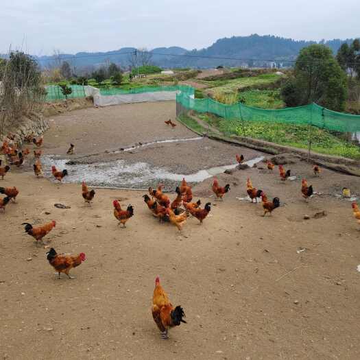 忠县农家散养跑山鸡（公母自选）
