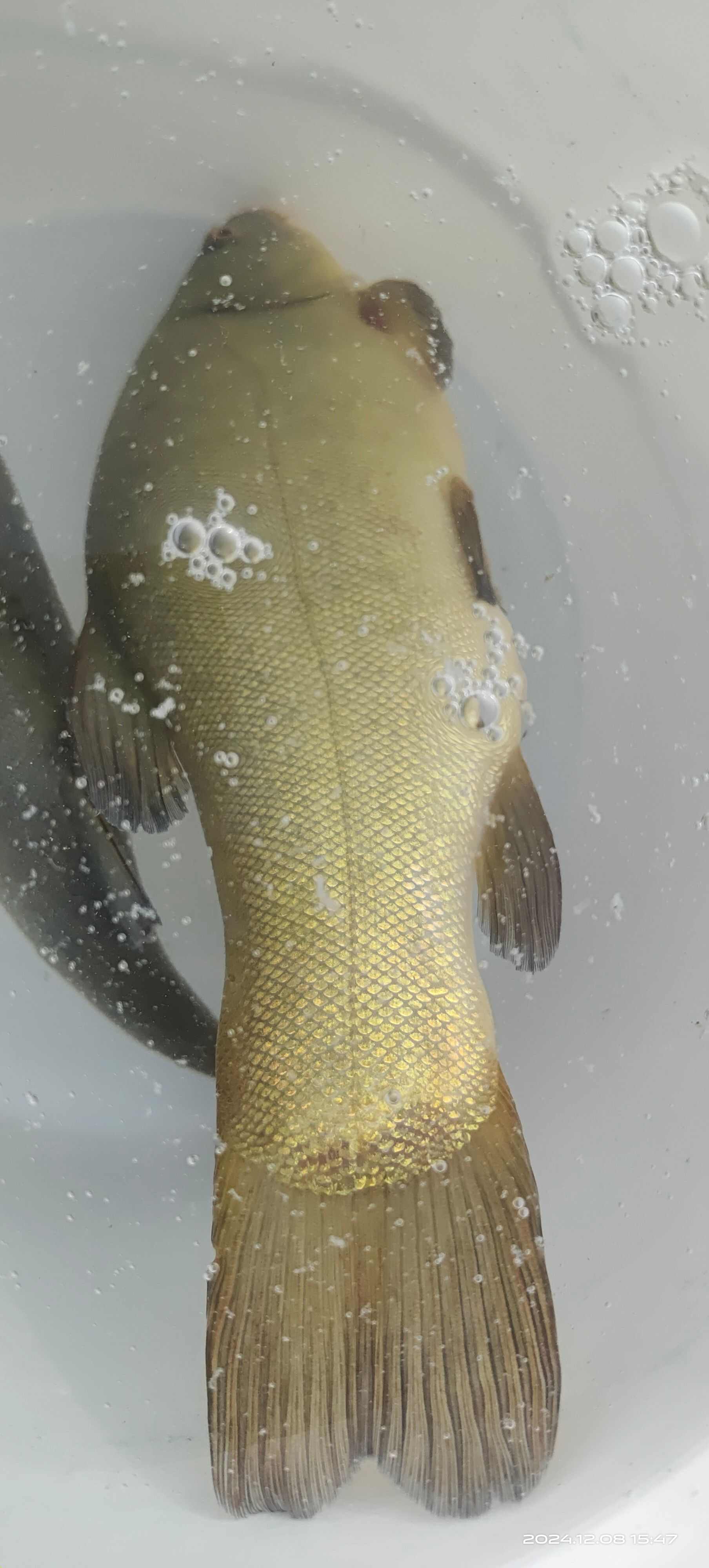 丁桂魚