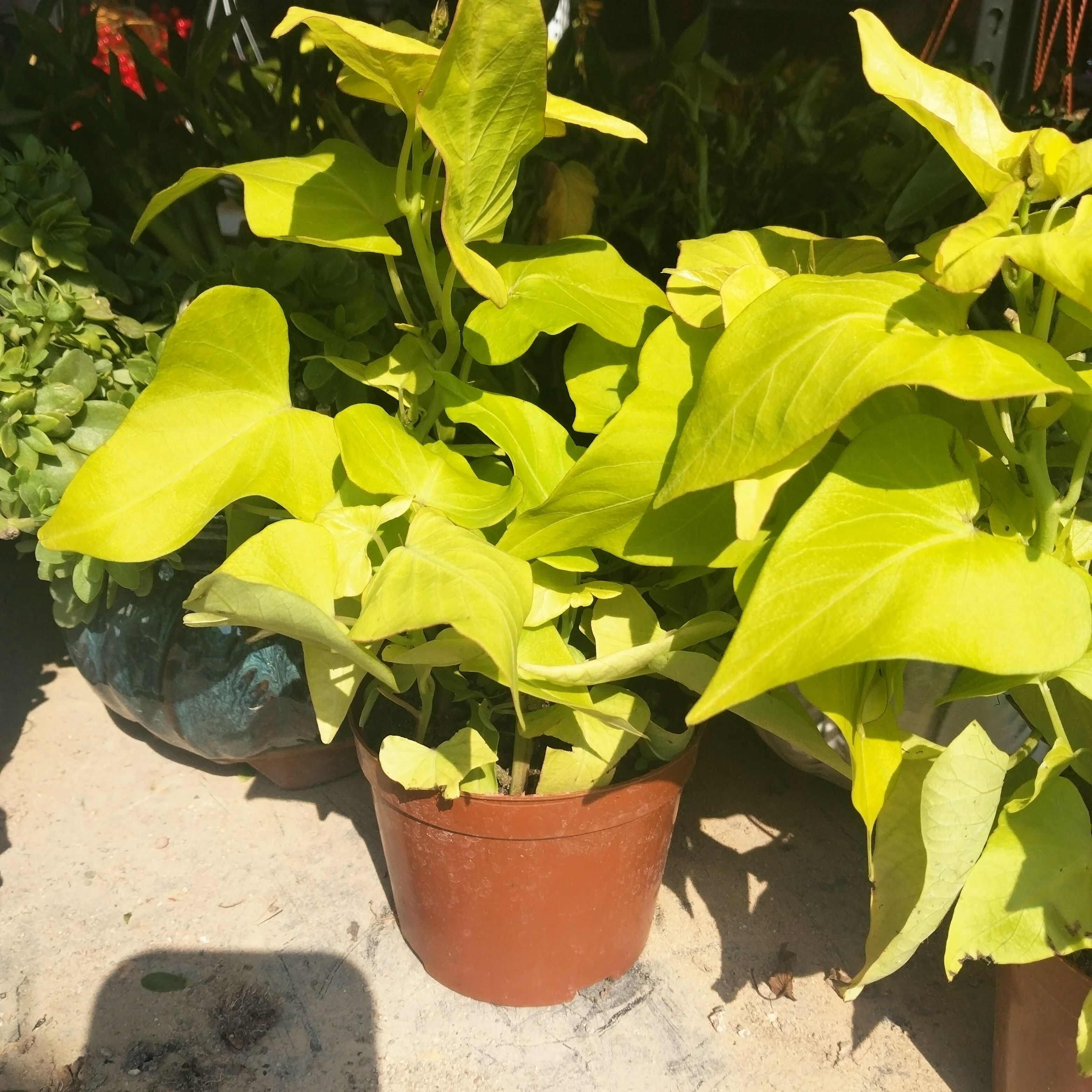 黄金地瓜叶盆栽绿化阳台菜地公园地被花镜庭院种植番薯叶
