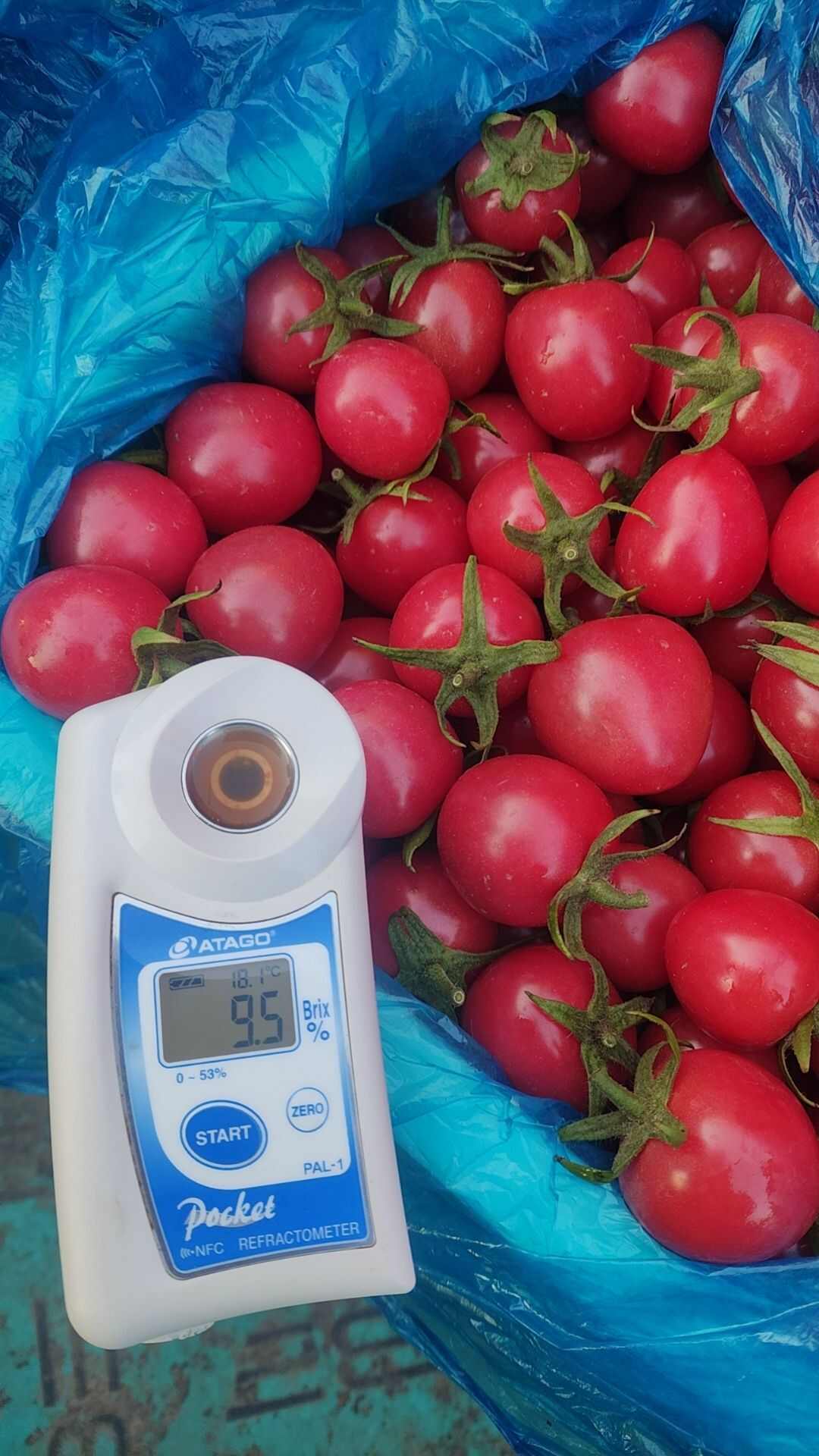 山东莘县圣女果，千禧贝贝小番茄，樱桃小柿子，小西红柿，青甜