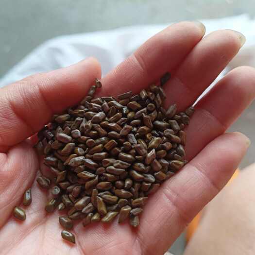 决明子批发炒茶装枕头小孩踩着玩一一一产地批发