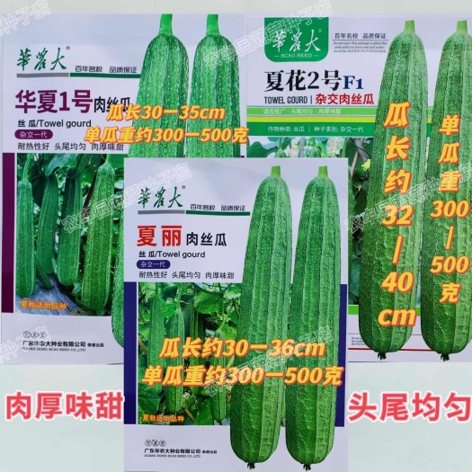 沭阳县华夏1号/夏花2号/夏丽丝瓜种子早熟抗病耐热耐雨厚肉花点味甜