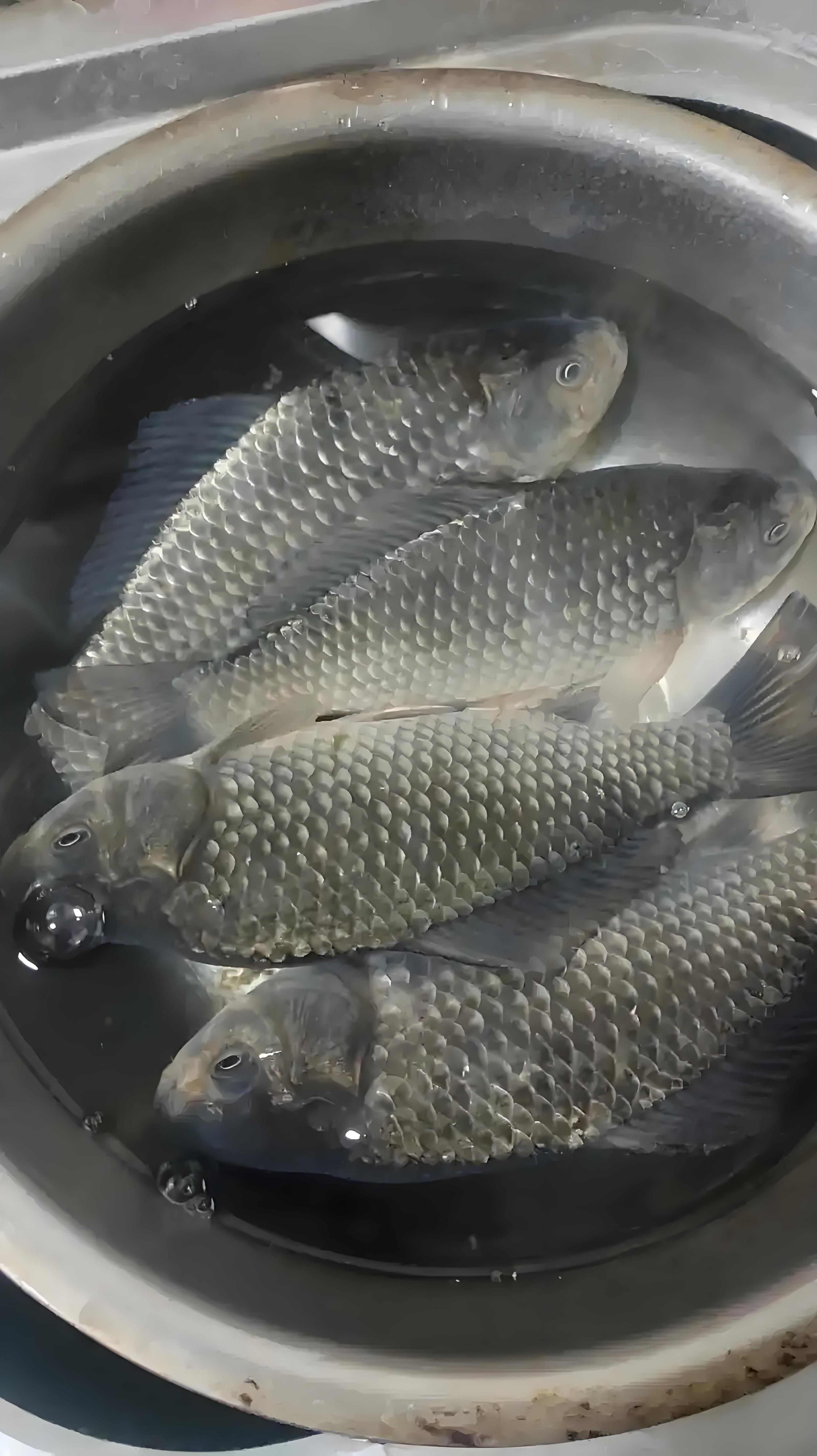 新品鲫鱼水花包邮，货到付款