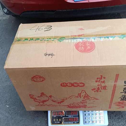 益阳自家15亩山林散养黑羽鸡