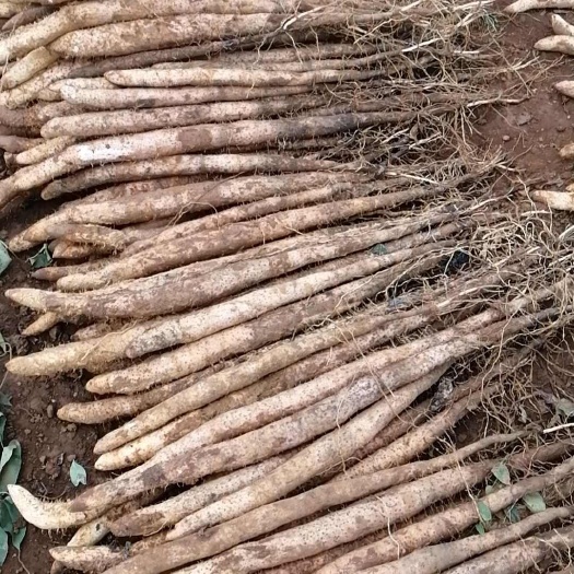 遂溪县小叶淮山药基地直发