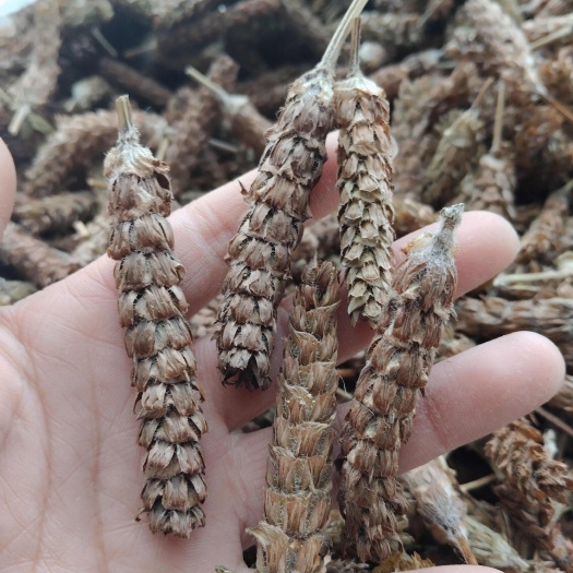 南召县夏古草批发一一一伏牛地道药材