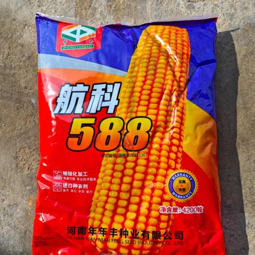 聊城红轴大棒玉米种