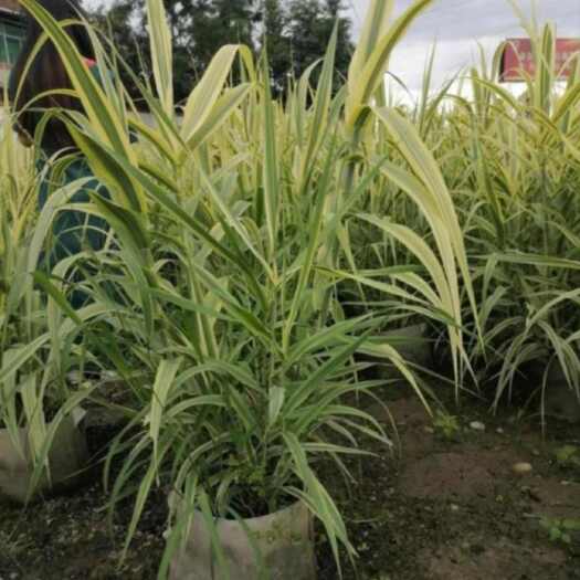 长沙花叶芦竹
