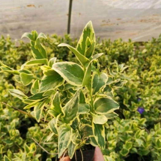 长沙花叶蔓