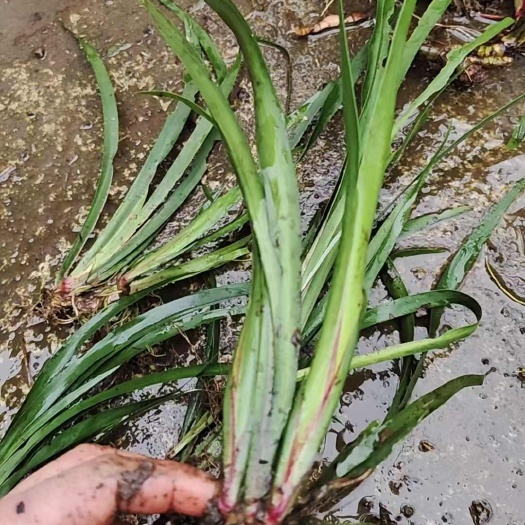 筠连县红心大叶石菖蒲苗基地直供