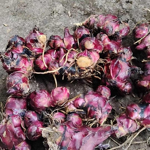 芭蕉芋药食同源，基地直供