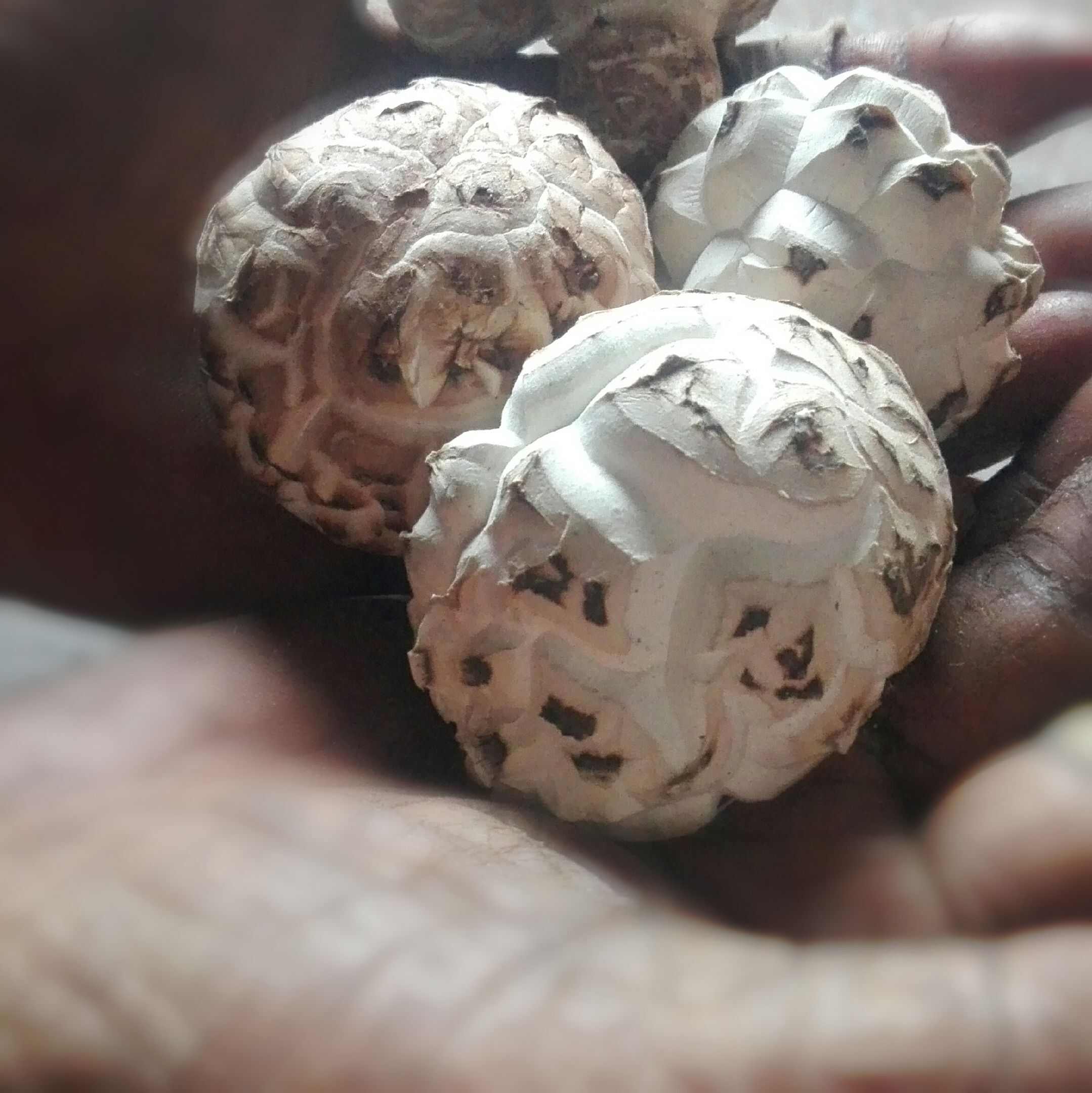 厚肉冬花菇干一手货源随州香菇规格齐全常年大量批发零售一件代发