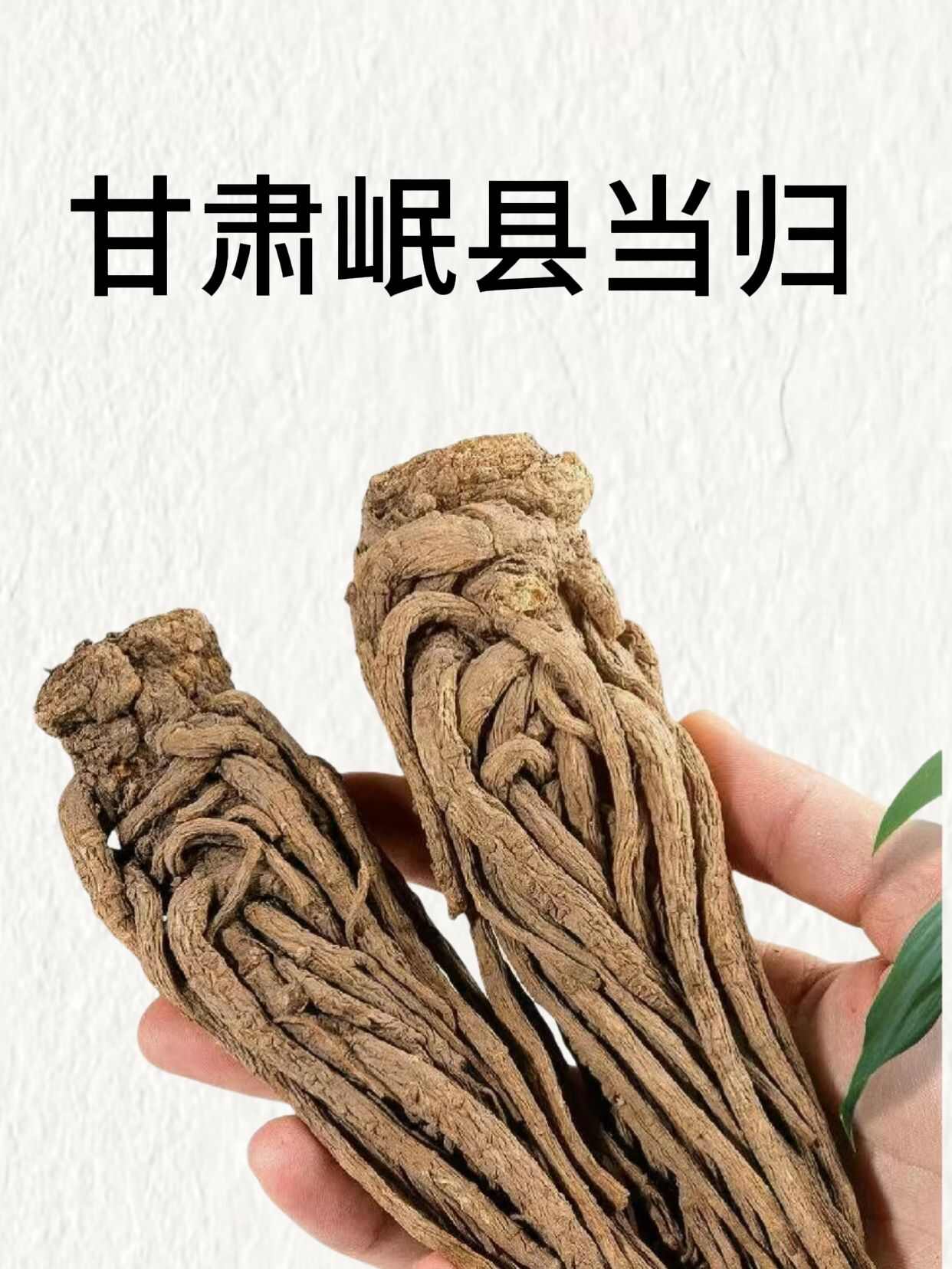 甘肃岷县当归！中国当归之乡！道地药材！产地直发！
