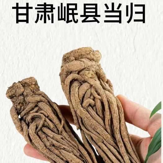 岷县甘肃岷县当归！中国当归之乡！道地药材！产地直发！