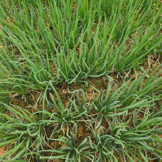 全州县小香葱