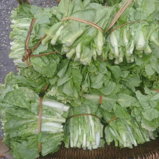 黎平县白菜苔1.2