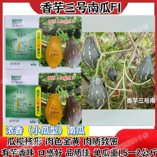 香芋三号南瓜种子瓜榄核形肉色金黄有芋香味南瓜种子浓香小南瓜种