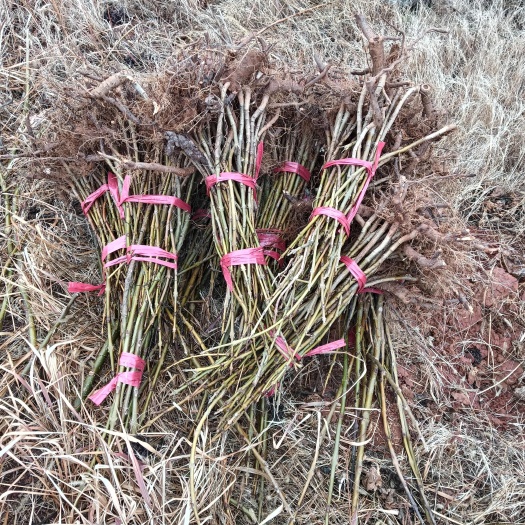 都昌县泡桐小苗  紫花泡桐  泡桐苗
