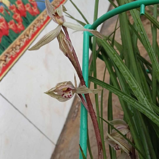 凤庆县云南凤庆莲瓣兰 直发新鲜苗木花草 高品质花卉盆栽 美观优雅