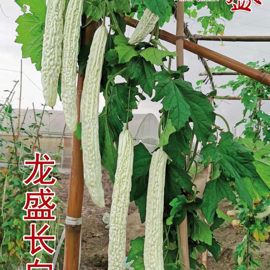 四川德阳广汉蔬菜苦瓜种子农作物预包装正品保障
