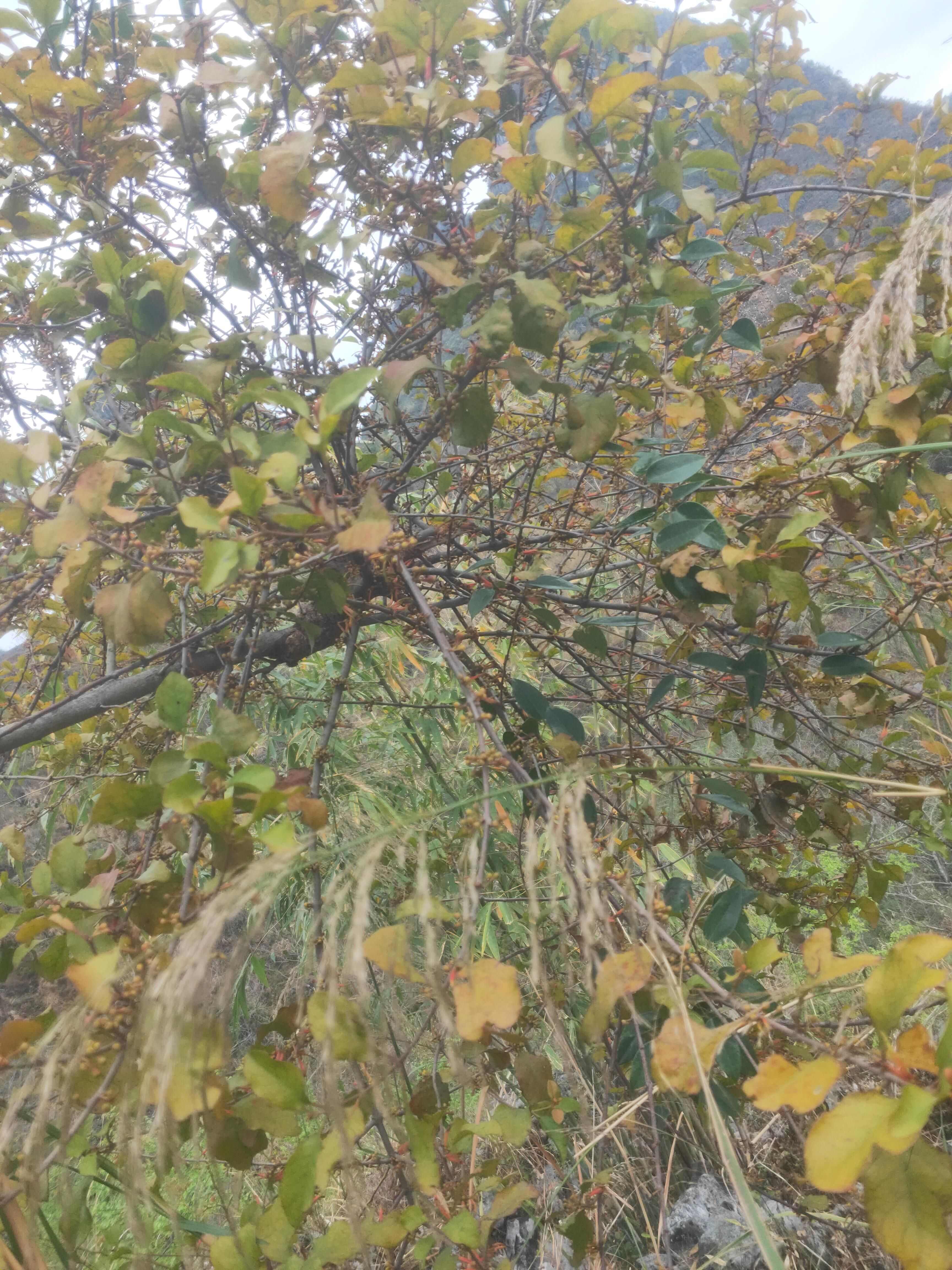 穿破石寄生 山荔枝寄生 切断鲜货新货穿破石寄生