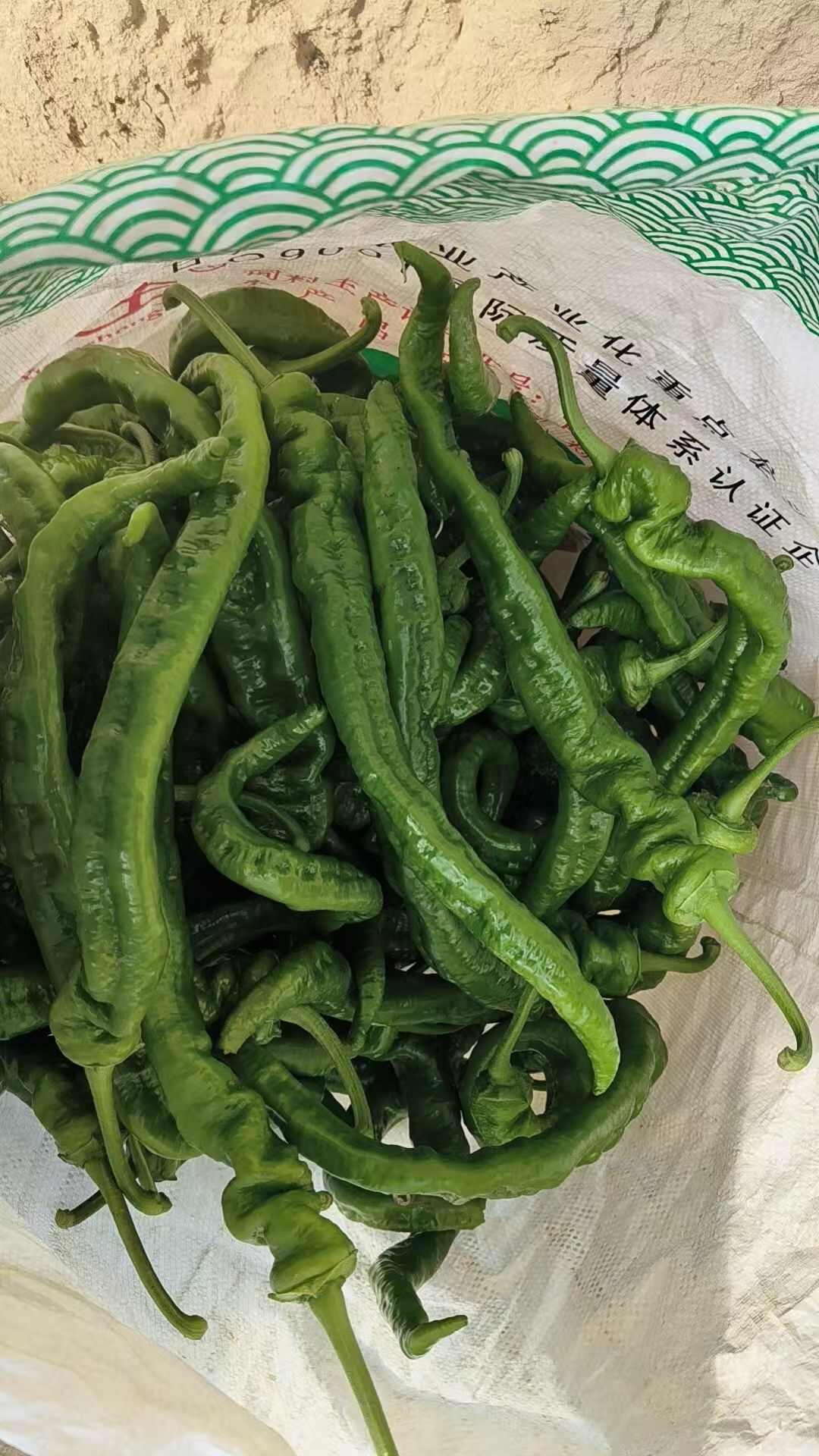 陇椒