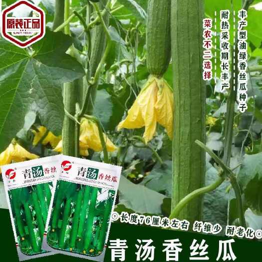 沭阳县丰邦青汤香丝瓜种子香味浓皮薄纤维少不易老化大田专用蔬菜种子