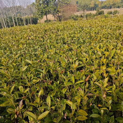 栀子花
