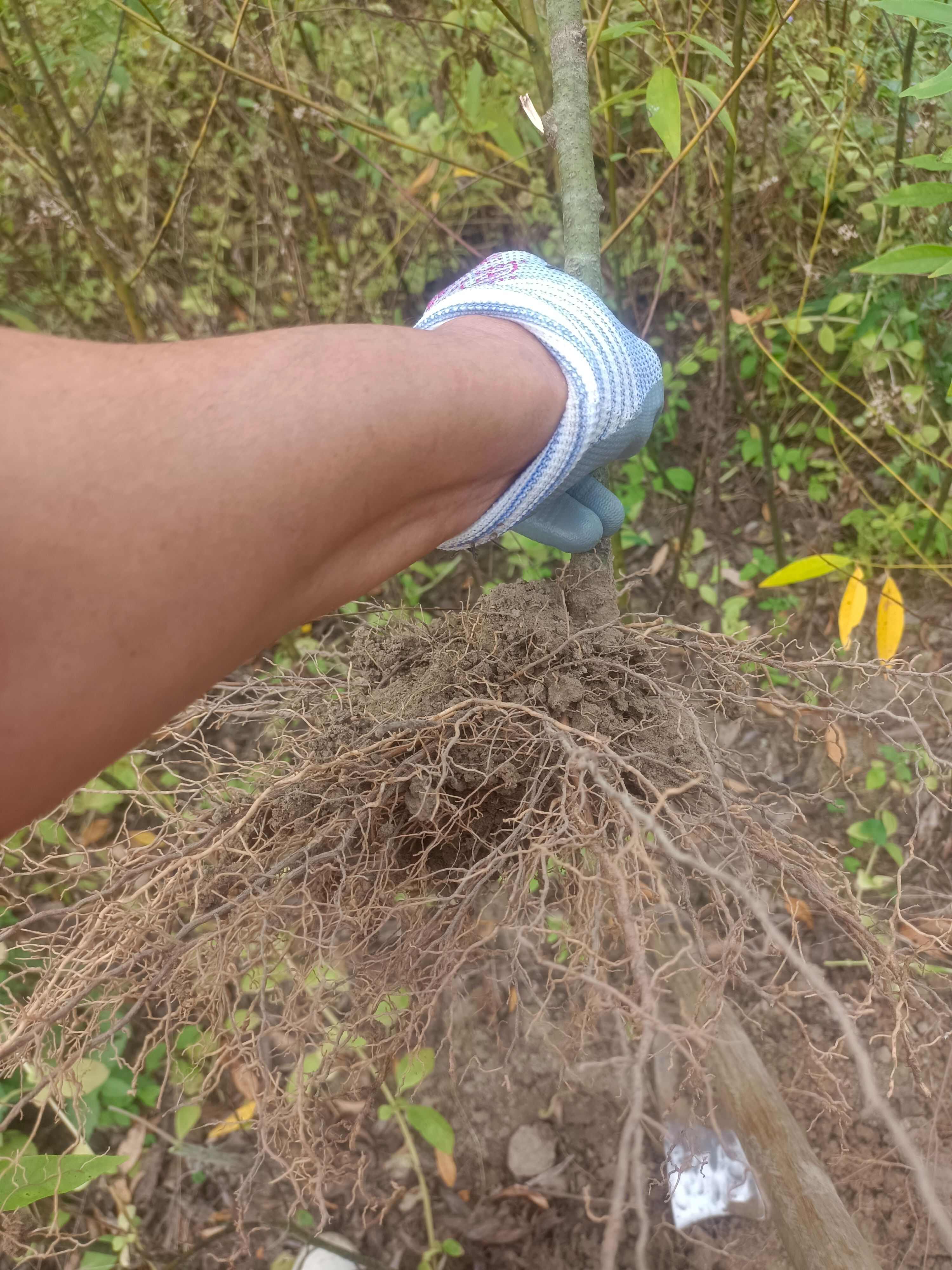 改良山苍子木姜子山胡椒苗