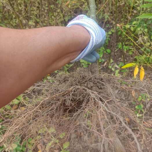 贺州改良山苍子木姜子山胡椒苗