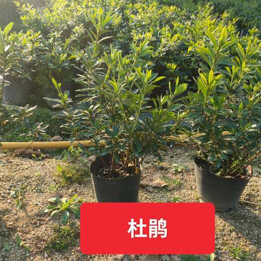 漳浦县18杯毛杜鹃