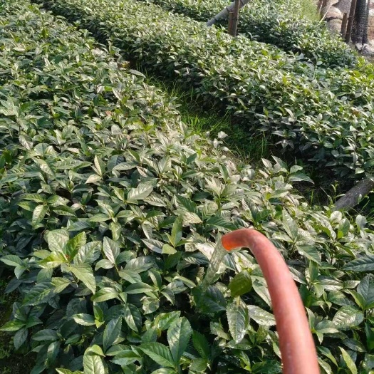 赣州草珊瑚苗子，多年专业草珊瑚苗子种植一条龙服务