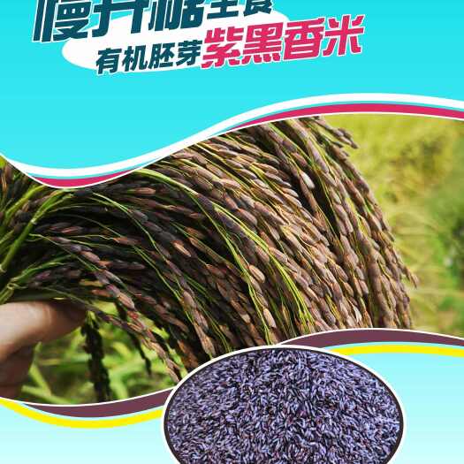 紫米、黑米糙米、黑香米胚芽米、紫饭团米、梯田新米/批发/贴牌