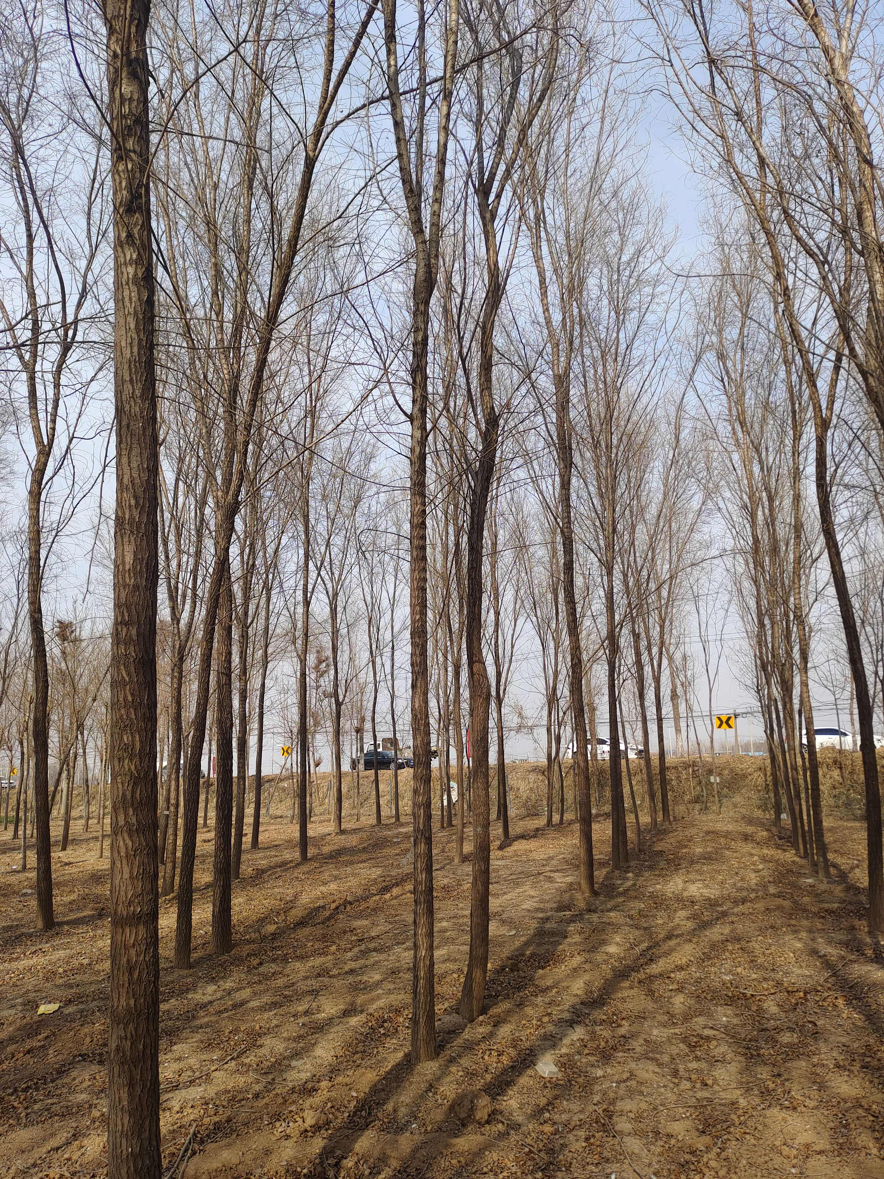 新疆天山天池榆树