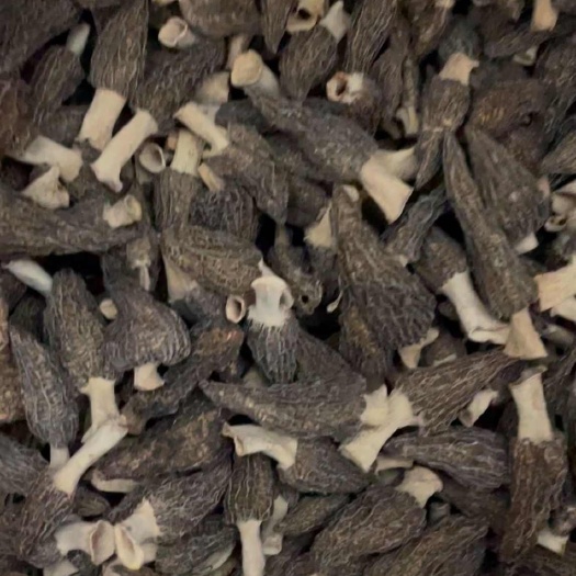 深山羊肚菌干货个大肉厚煲汤材料食用新鲜菌菇批发