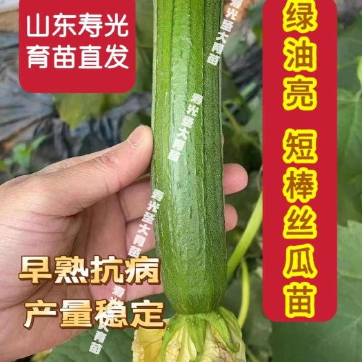 丝瓜苗绿油亮短棒 根系发达 寿光丝瓜苗丝瓜种子杂交 早熟抗病