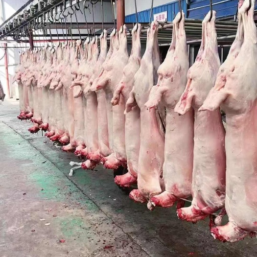 东营羊肉 白条羊 烤全羊 羊腔子 羊酮体 全羊 厂家批发